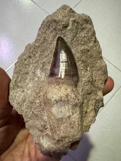 (Category: ) located in . Submitted by fossildav (Listing ID 1293494673, Image 1). Description: .