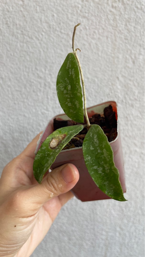 Hoya Phuwaensis, Furniture & Home Living, Gardening, Plants & Seeds on ...