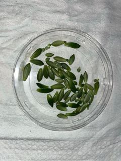 （分類：）位於 。 由 leelacceber 提交（商品編號 1293654828，圖片 1）。簡介： 。