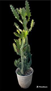 Cactus Euphorbia Lactea Cristata Coral Cactus Big Size 37”-40”inches