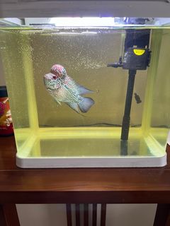 (Category: ) located in . Submitted by chloesc (Listing ID 1293589956, Image 1). Description: .