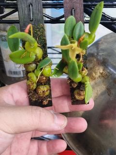(Category: ) located in . Submitted by greenhavensg (Listing ID 1293716087, Image 1). Description: .