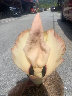 (Category: ) located in . Submitted by wildplant (Listing ID 1293897754, Image 1). Description: .