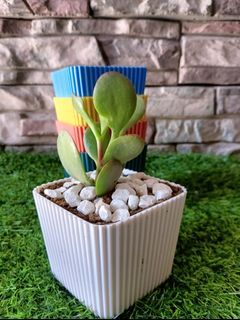 5PCS. Plastic Square Mini Cute Pots ( 3 Inches X 3 Inches ) Best for Mini Plants Cactus/Succulent and Giveaways/Table Decorations