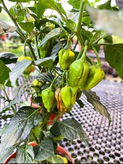 (Category: ) located in . Submitted by gardenfunfarm (Listing ID 1290639717, Image 1). Description: .