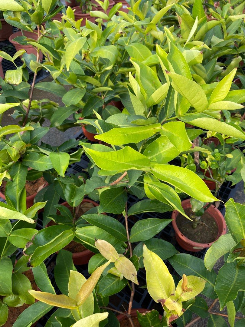 Batu Tree Jambu tree 1-1.2meter height Batu Red real live plant free 0.5kg ...