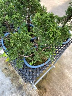 (Category: ) located in . Submitted by gardenfunfarm (Listing ID 1290795931, Image 1). Description: .