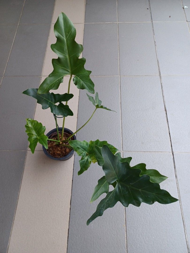 Philodendron Evansii, Furniture & Home Living, Gardening, Plants & Seeds on  Carousell