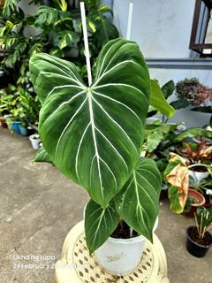 🪴PHILODENDRON GLORIOUS🪴