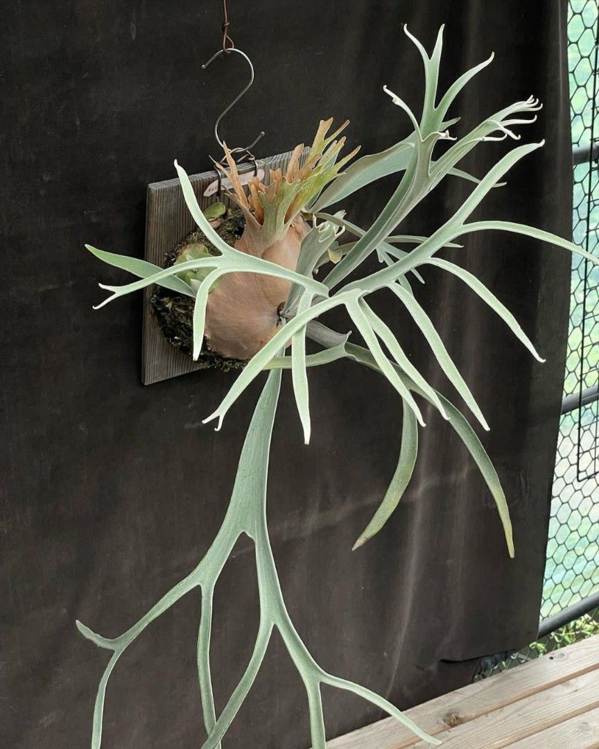 Platycerium Veitchii cv Pang Sida, Furniture & Home Living