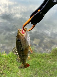 100+ affordable lures for sale For Sale