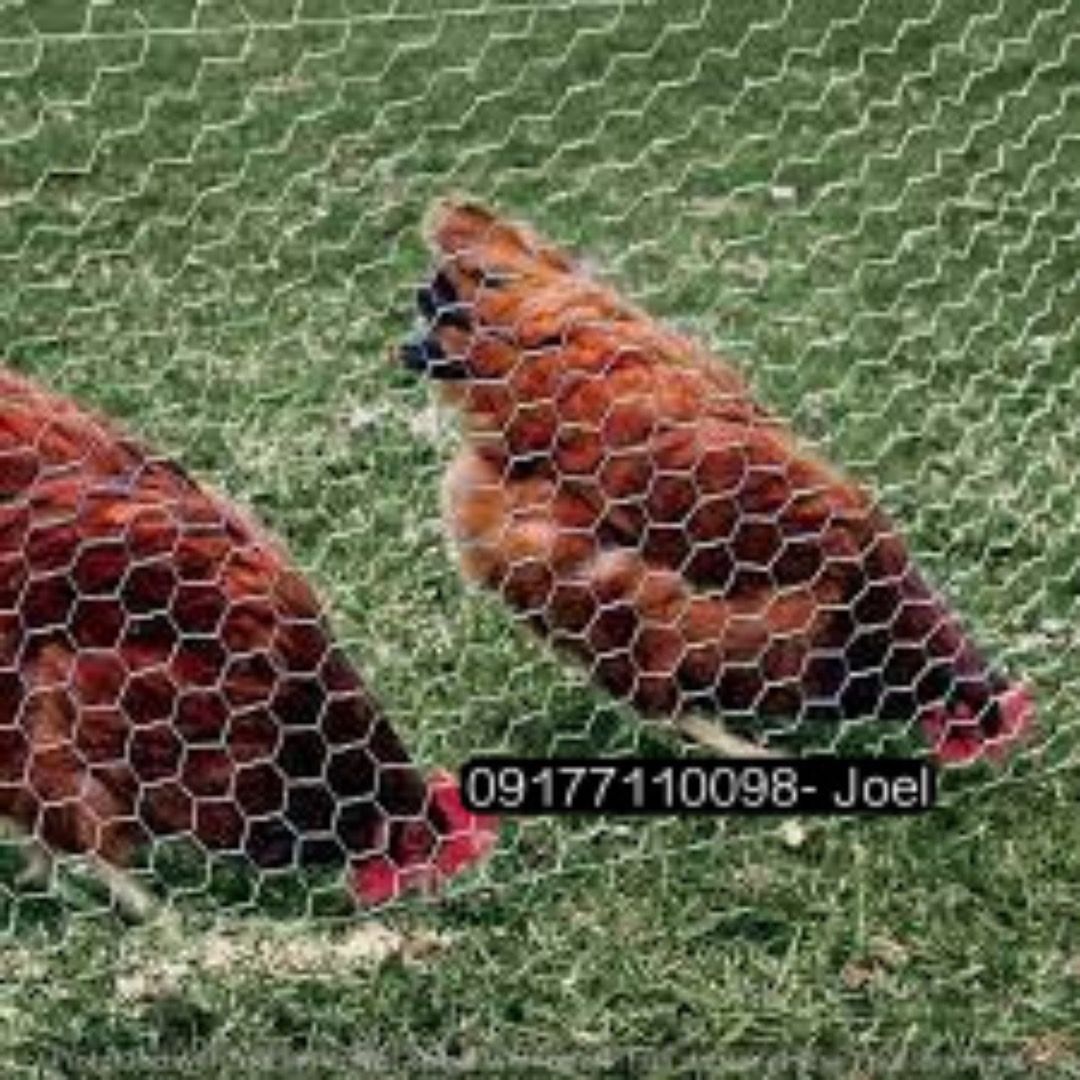 CHICKEN WIRE (Category: Construction & Building Materials) located in Manila. Submitted by joeyroque09 (Listing ID 1293994001, Image 1). Description: CHICKEN WIRE.