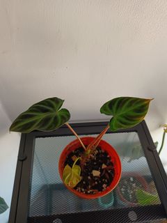 （分類：）位於 。 由 blurrybeing 提交（商品編號 1293936856，圖片 1）。簡介： 。
