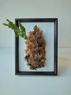 （分類：）位於 。 由 hea.plants 提交（商品編號 1294127439，圖片 1）。簡介： 。