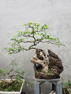 Bonsai Ficus benjamina. 5 years old