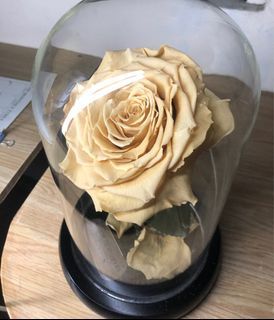 Enchanted Rose in Glass Dome (Preserved Ecuadorian Rose)
