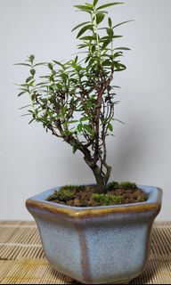(Category: ) located in . Submitted by bonsai168 (Listing ID 1294133788, Image 1). Description: .