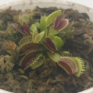 [Small World]Venus Flytrap office plant small potted plants  Fuzzy Tooth