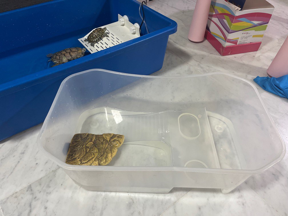 Turtle plastic tank tub & magnetic island, Pet Supplies, Homes & Other Pet  Accessories on Carousell