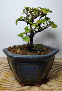 (Category: ) located in . Submitted by bonsai168 (Listing ID 1294132773, Image 1). Description: .