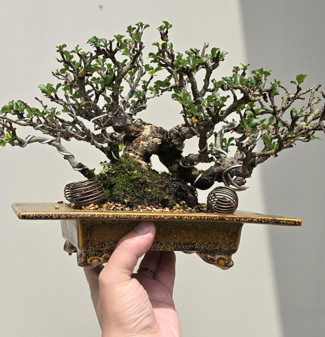 日本苔聖園紅花長壽梅, 傢俬＆家居, 園藝, 植物及種子- Carousell