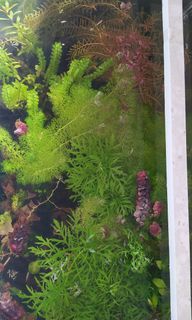 (Category: ) located in . Submitted by jz_ong (Listing ID 1294373397, Image 1). Description: .