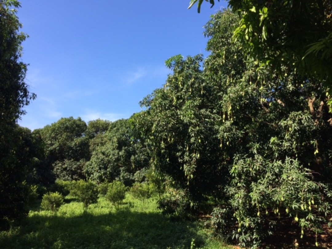 FOR SALE Mango Farm in Nasugbu, Batangas, Property, For Sale, Lot on