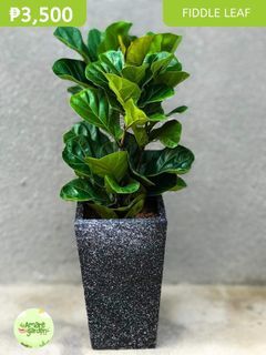 Indoor Plant - Fiddle leaf