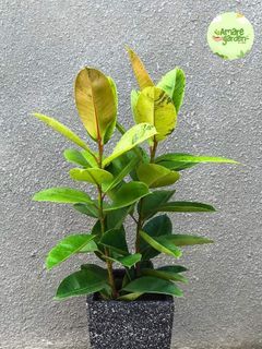 Indoor Plant -  Rubber Tree "Shiveriana"
