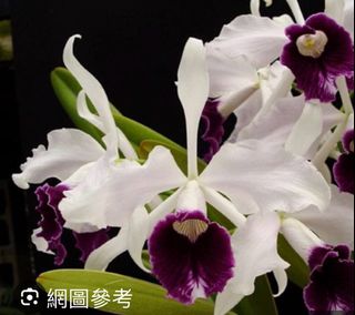 （分類：）位於 。 由 sellring 提交（商品編號 1294372148，圖片 1）。簡介： 。
