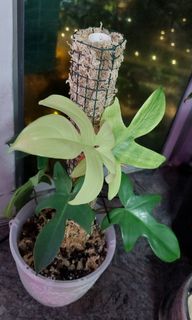 （分類：）位於 。 由 SnowFan 提交（商品編號 1294397777，圖片 1）。簡介： 。