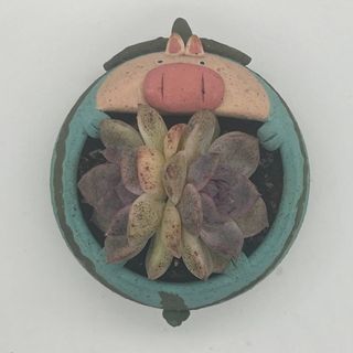 [Small World] Succulent Plants Joker