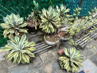 (Category: ) located in . Submitted by MiniMagicalRainforest (Listing ID 1294336937, Image 1). Description: .