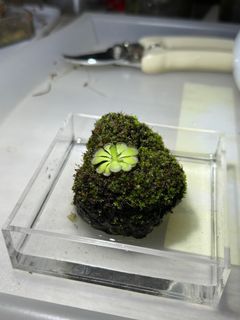 （分類：）位於 。 由 lailai7561 提交（商品編號 1294537281，圖片 1）。簡介： 。