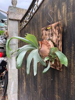 （分類：）位於 。 由 deer_d 提交（商品編號 1294530115，圖片 1）。簡介： 。