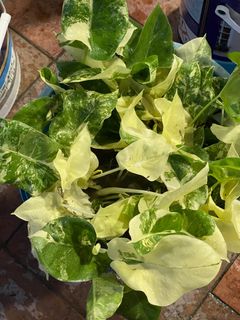 (Category: ) located in . Submitted by plantologist07 (Listing ID 1294495820, Image 1). Description: .