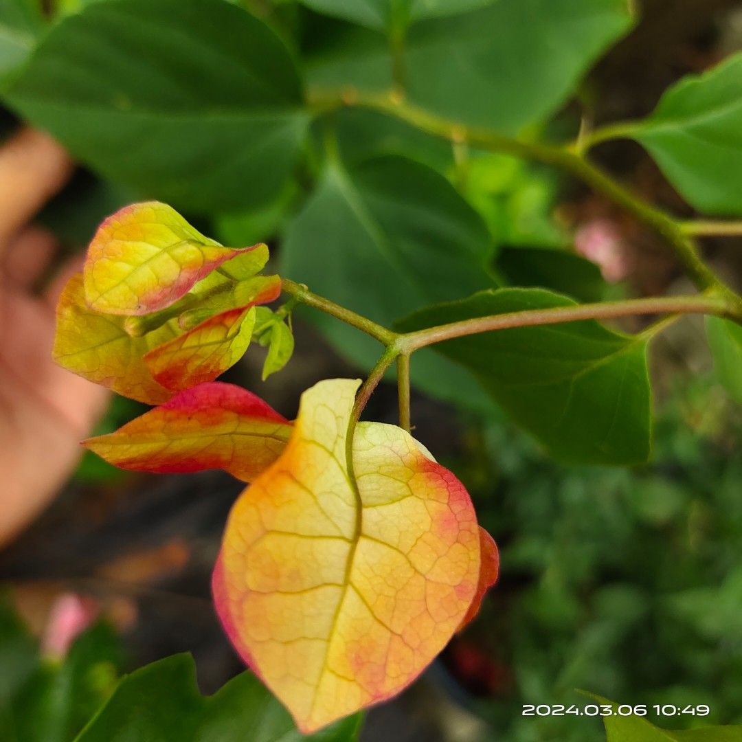 Citra india, Furniture & Home Living, Gardening, Plants & Seeds on ...