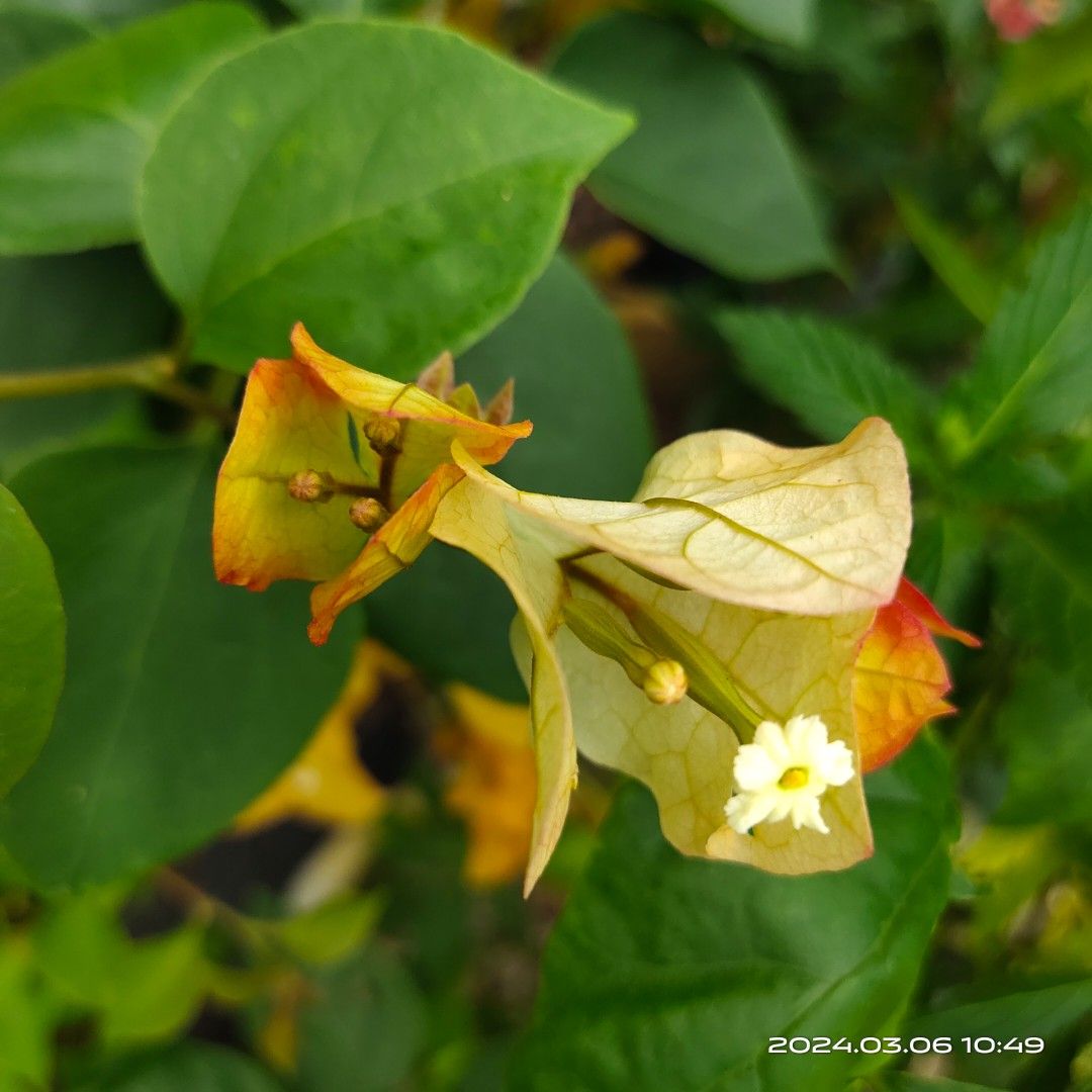Citra india, Furniture & Home Living, Gardening, Plants & Seeds on ...