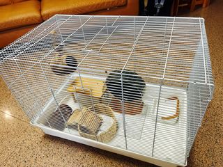 (Category: ) located in . Submitted by holyblade (Listing ID 1294557880, Image 1). Description: .