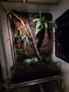 (Category: ) located in . Submitted by piperomia (Listing ID 1294455341, Image 1). Description: .