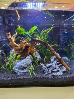 (Category: ) located in . Submitted by royalwolf_dcef46 (Listing ID 1294553703, Image 1). Description: .