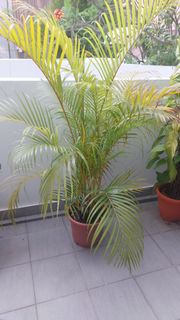 (Category: ) located in . Submitted by CGaffney (Listing ID 1294726273, Image 1). Description: .