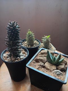 （分類：）位於 。 由 lamsgarden 提交（商品編號 1294663862，圖片 1）。簡介： 。