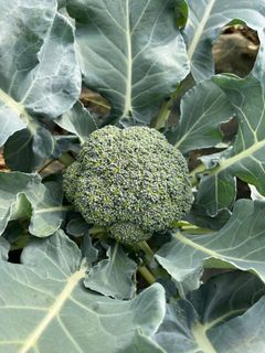 （分類：）位於 。 由 abbalifefarm 提交（商品編號 1294665350，圖片 1）。簡介： 。