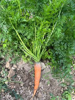 （分類：）位於 。 由 abbalifefarm 提交（商品編號 1294668890，圖片 1）。簡介： 。