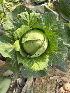 （分類：）位於 。 由 abbalifefarm 提交（商品編號 1294675664，圖片 1）。簡介： 。