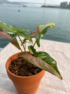 （分類：）位於 。 由 evergreen.oasis 提交（商品編號 1294805116，圖片 1）。簡介： 。