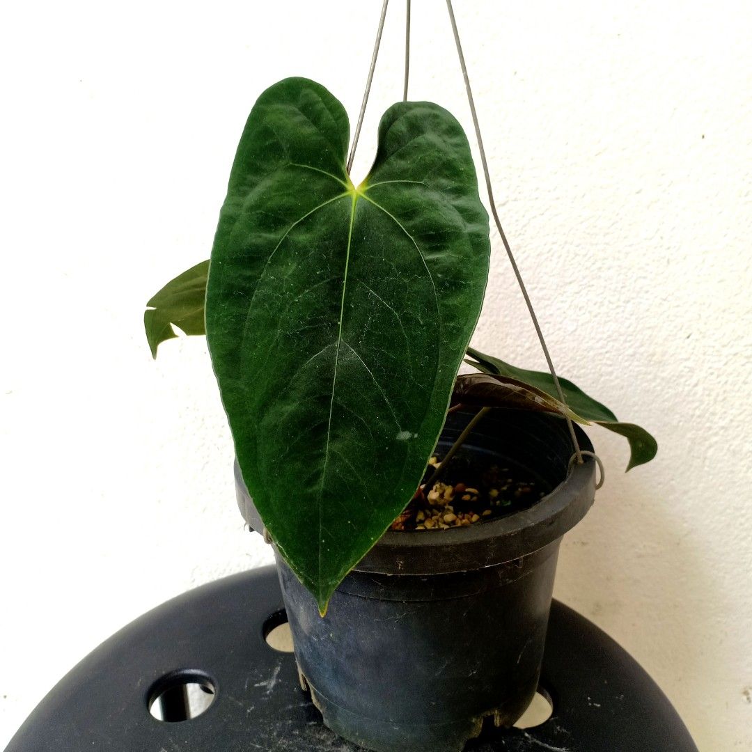 Anthurium Papillilaminum Guna Yala, Furniture & Home Living, Gardening,  Plants & Seeds on Carousell