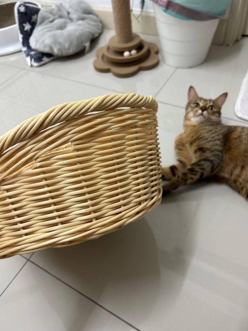 Daiso Pet Bed with Cushion, Pet Supplies, Homes & Other Pet Accessories