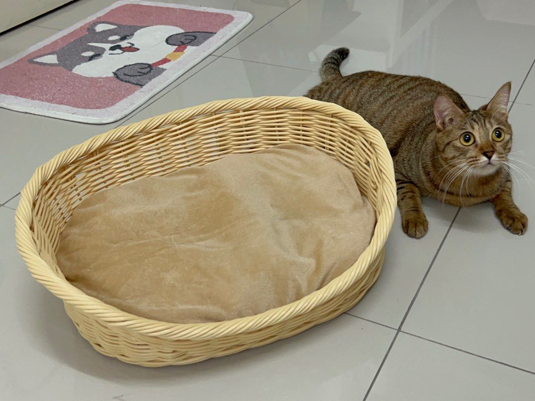 Daiso Pet Bed with Cushion, Pet Supplies, Homes & Other Pet Accessories